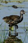 Gallinule poule-d'eau