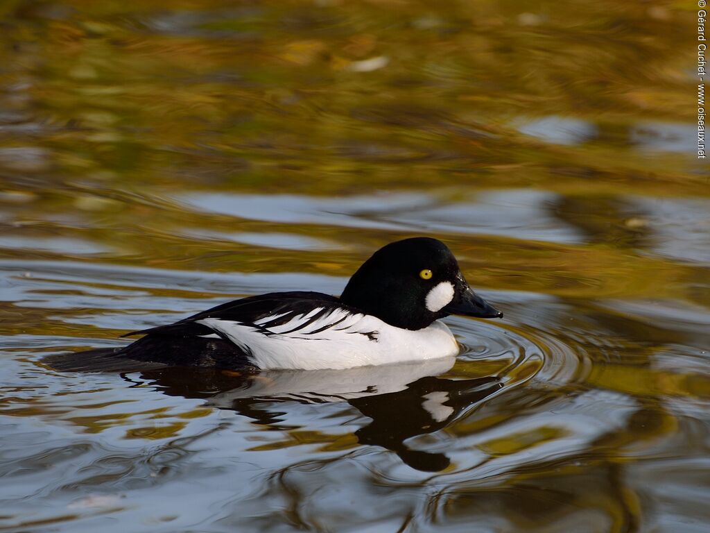 Common Goldeneye