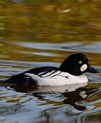 Common Goldeneye