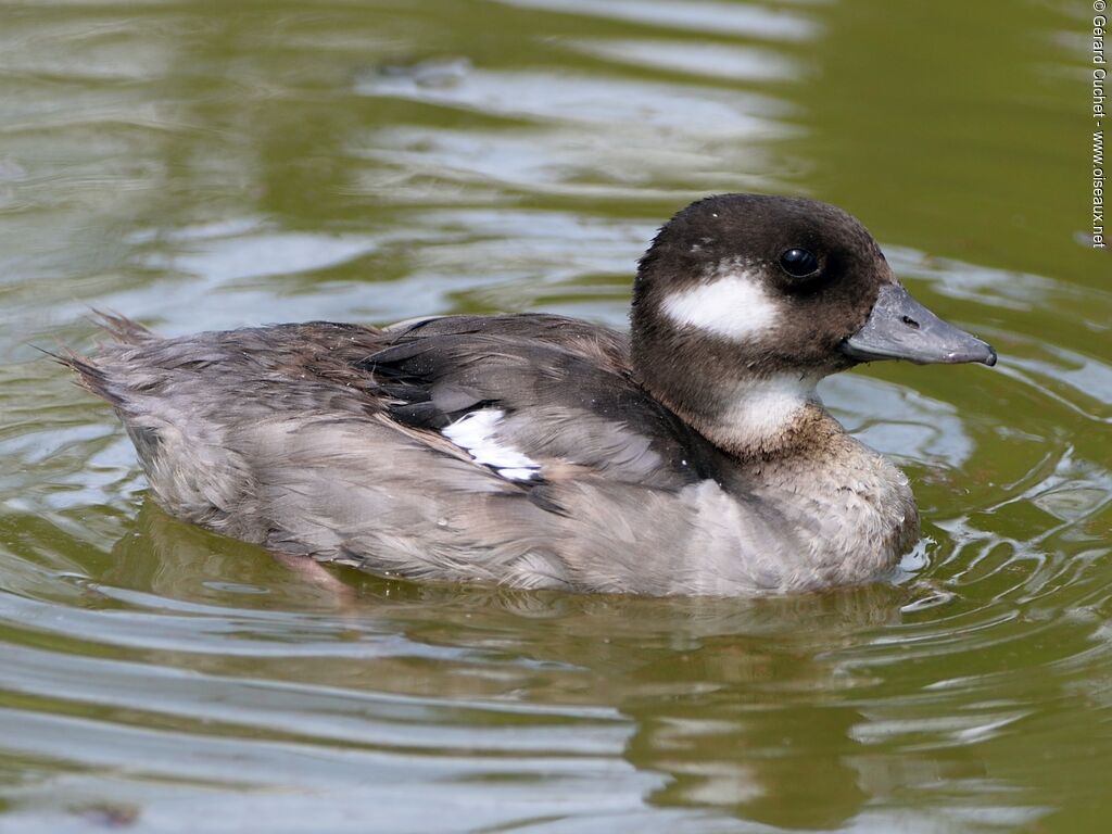 Bufflehead female