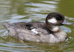 Bufflehead