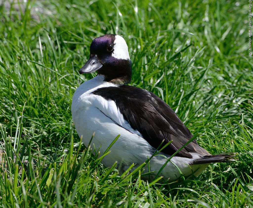 Bufflehead