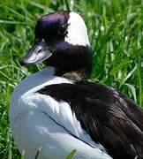 Bufflehead