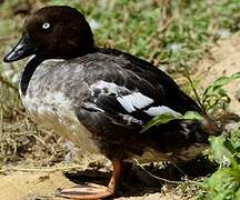 Barrow's Goldeneye