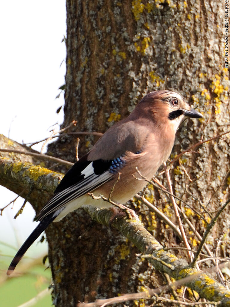 Eurasian Jay