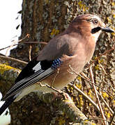 Eurasian Jay