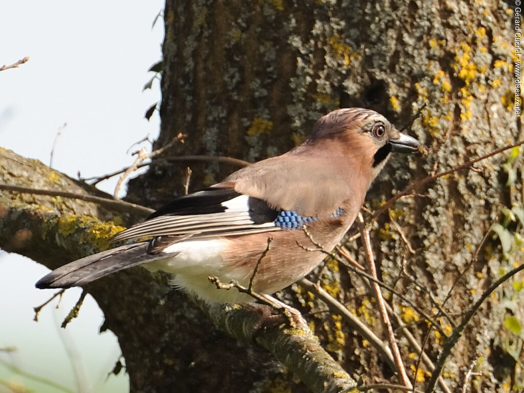 Eurasian Jay