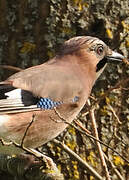 Eurasian Jay