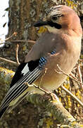 Eurasian Jay