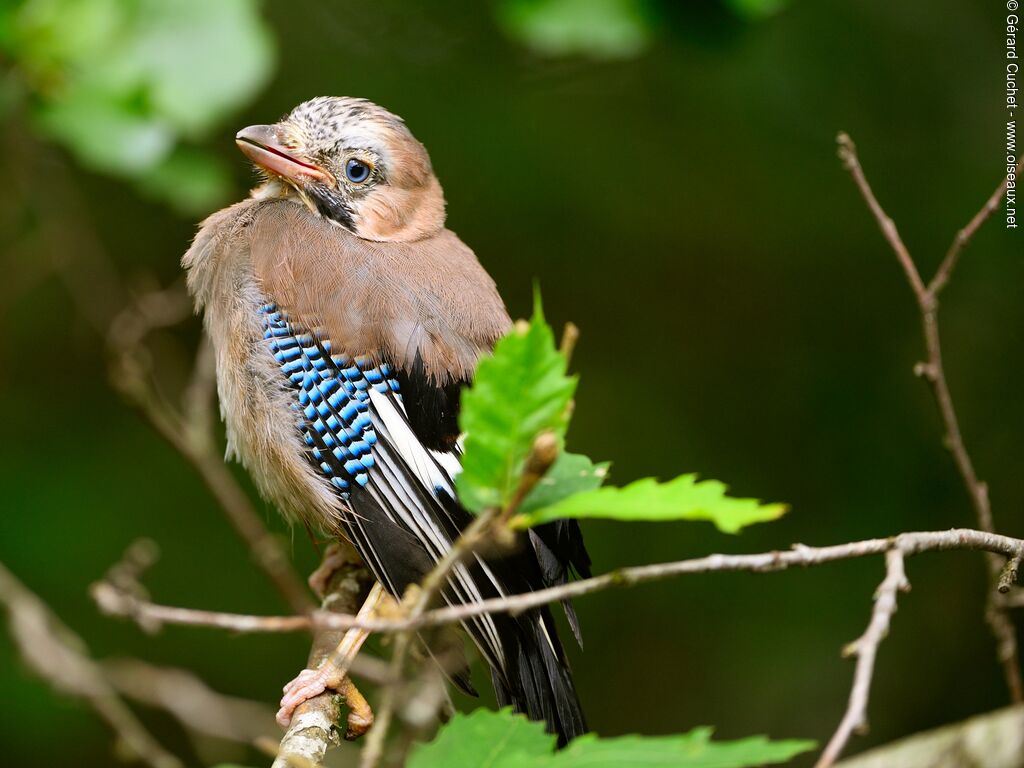 Eurasian Jayjuvenile