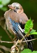 Eurasian Jay