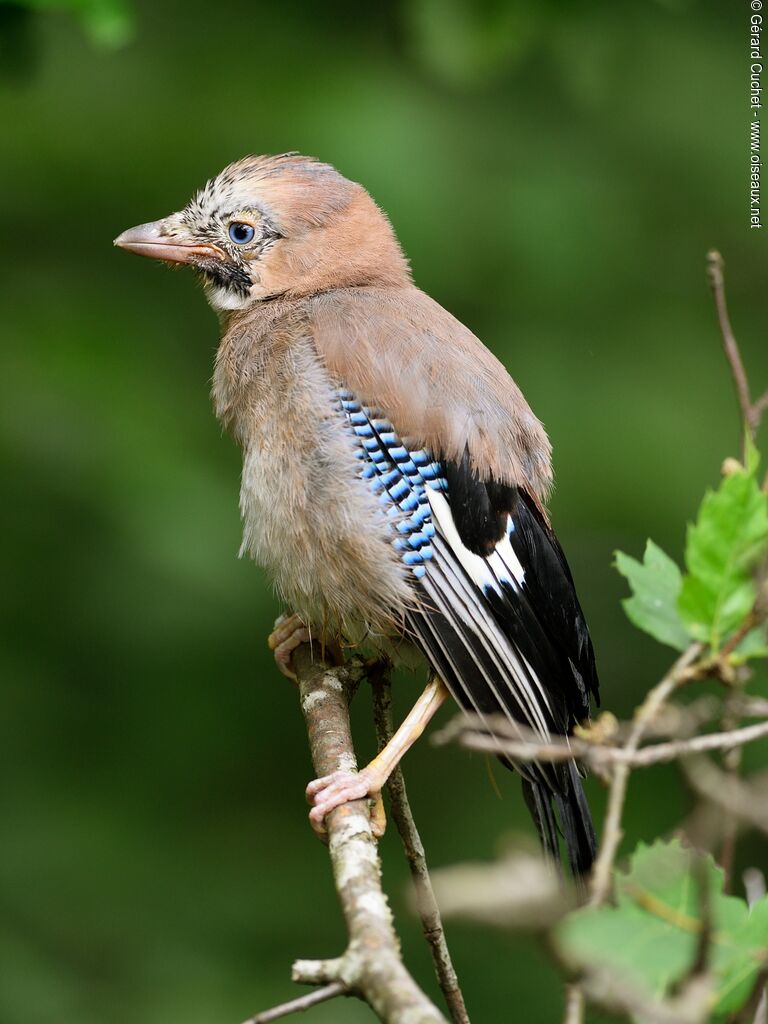 Eurasian Jayjuvenile