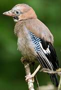 Eurasian Jay