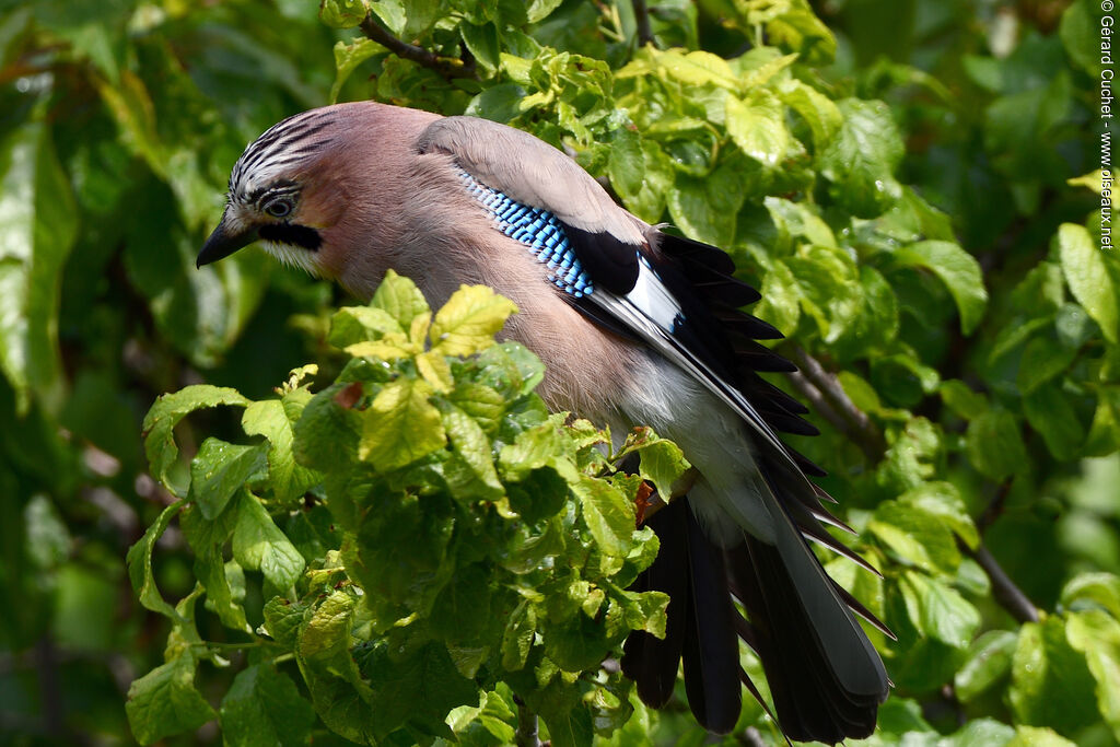 Eurasian Jay, close-up portrait