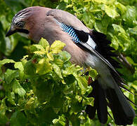 Eurasian Jay