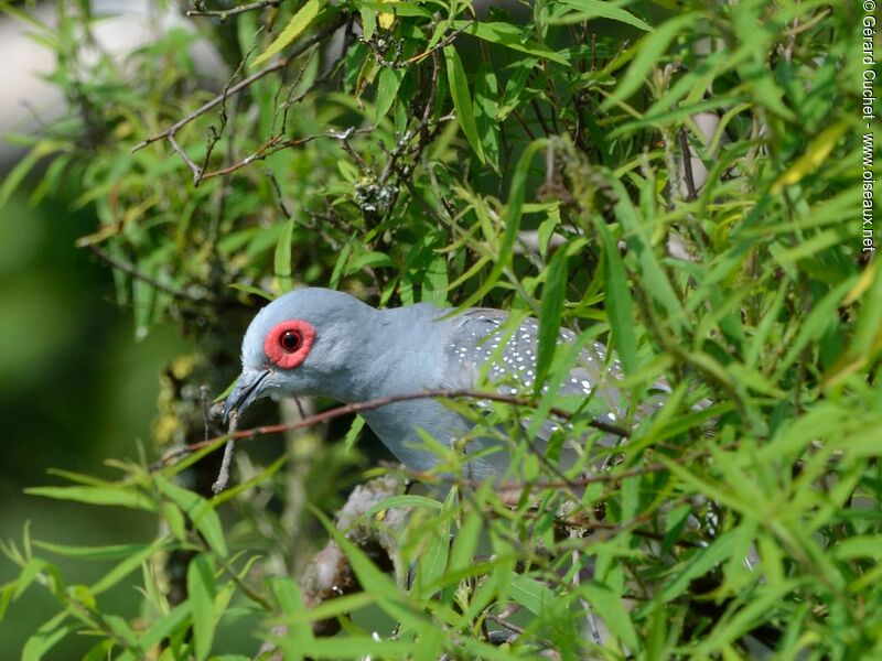 Diamond Dove, Reproduction-nesting