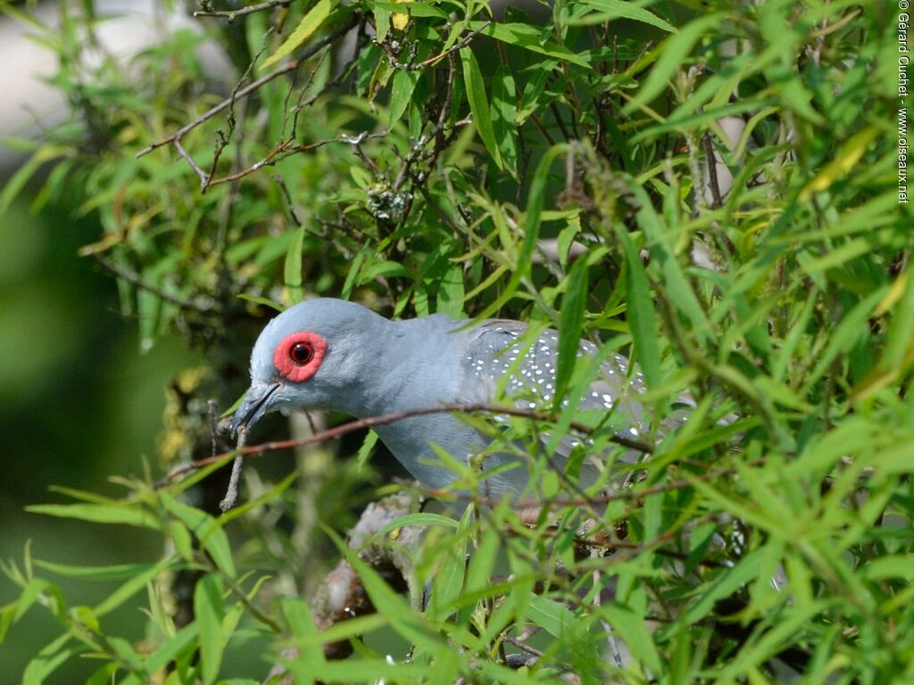 Diamond Dove, Reproduction-nesting