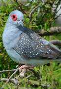 Diamond Dove