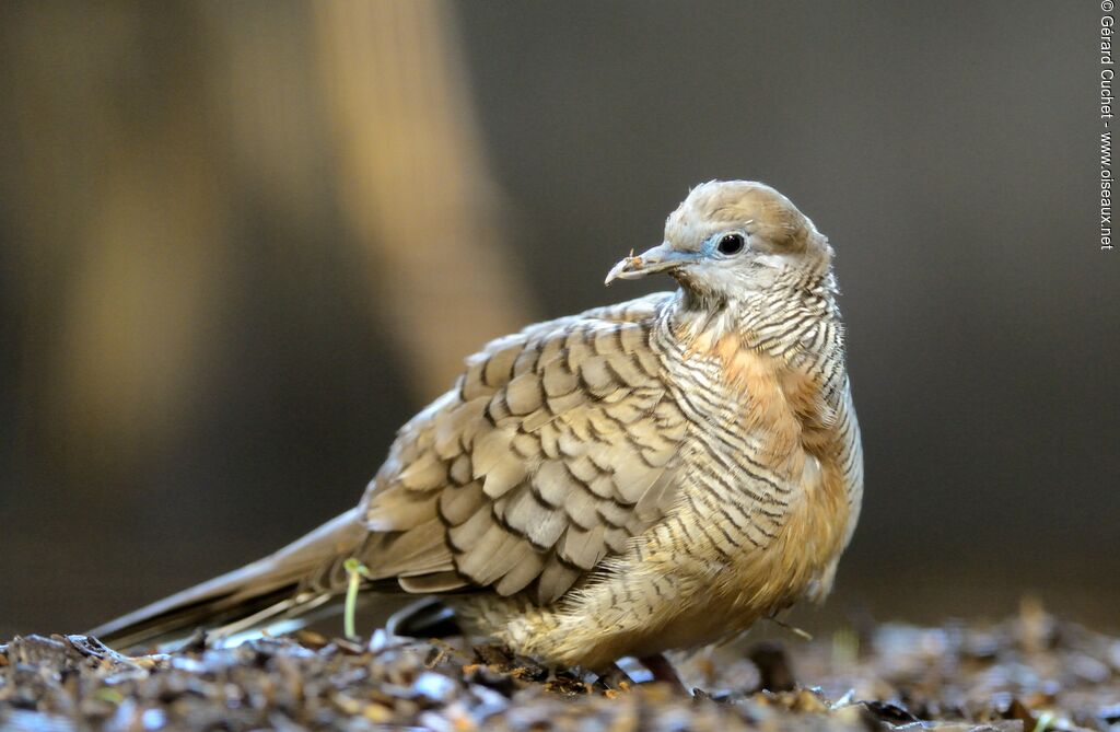 Zebra Dove