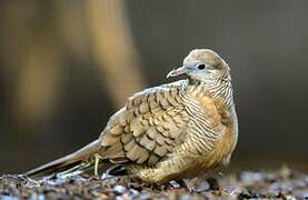 Zebra Dove