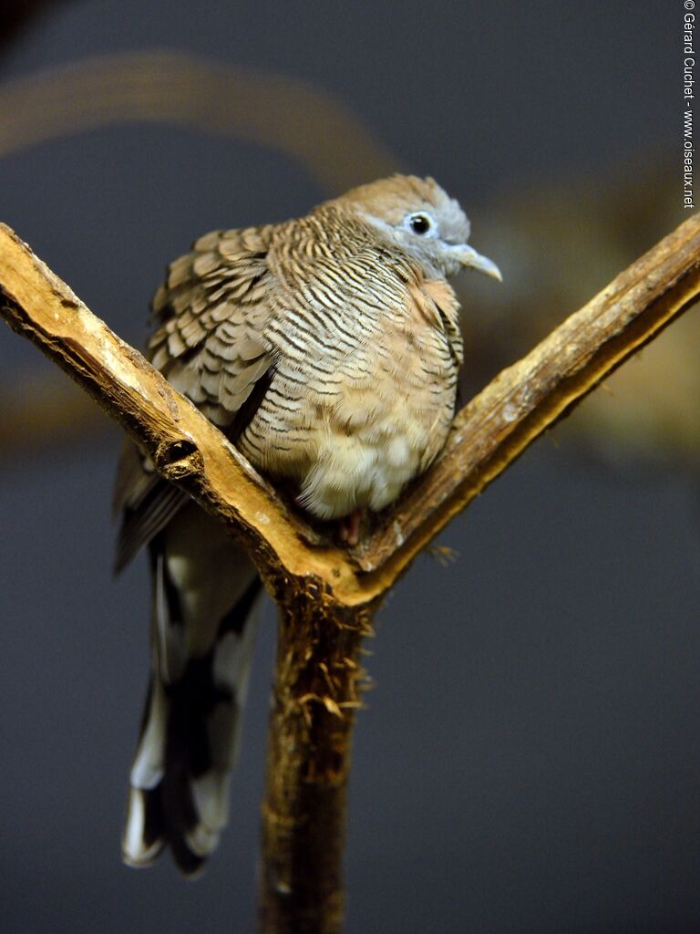 Zebra Dove