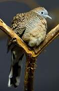 Zebra Dove