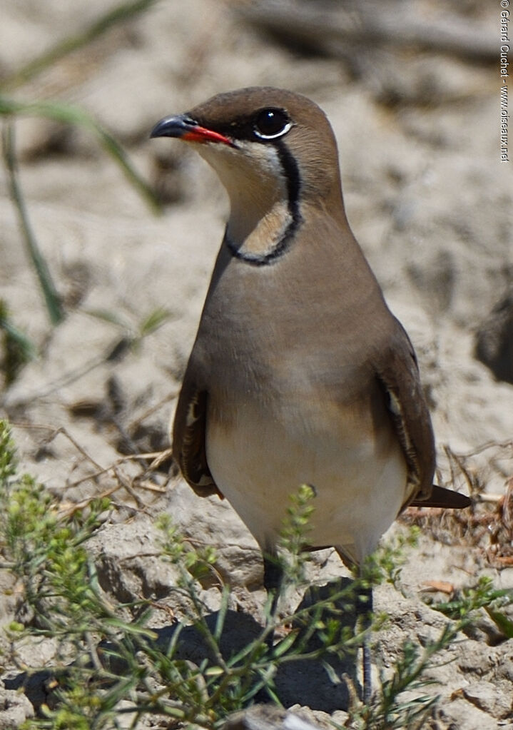 Glaréole à collier, portrait