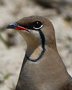 Collared Pratincole