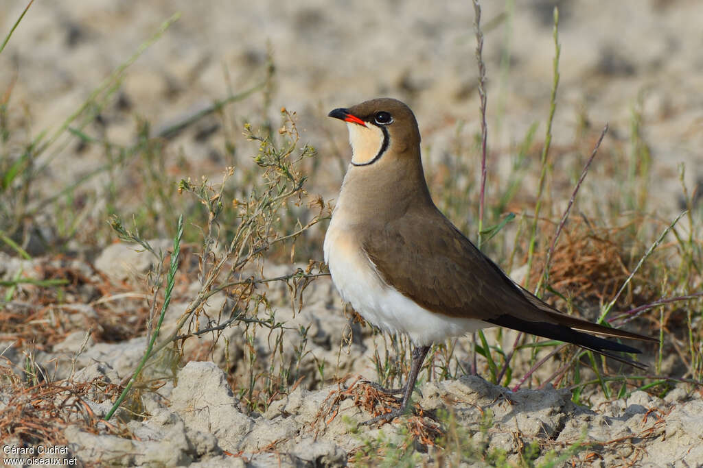 Collared Pratincoleadult breeding, identification