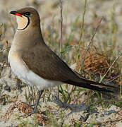 Collared Pratincole