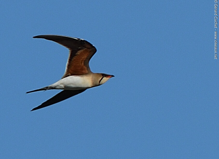 Collared Pratincole, Flight