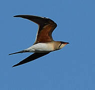 Collared Pratincole