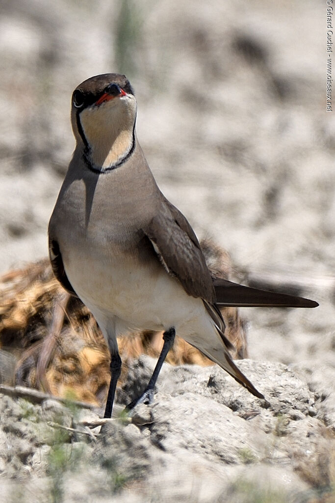 Collared Pratincole, pigmentation