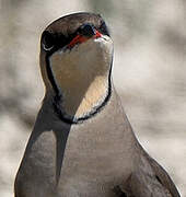 Collared Pratincole