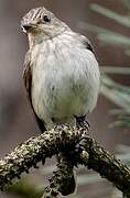 Spotted Flycatcher