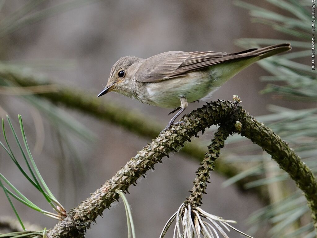 Spotted Flycatcher