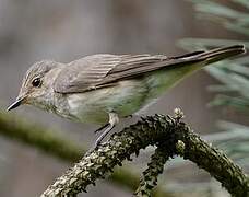 Spotted Flycatcher