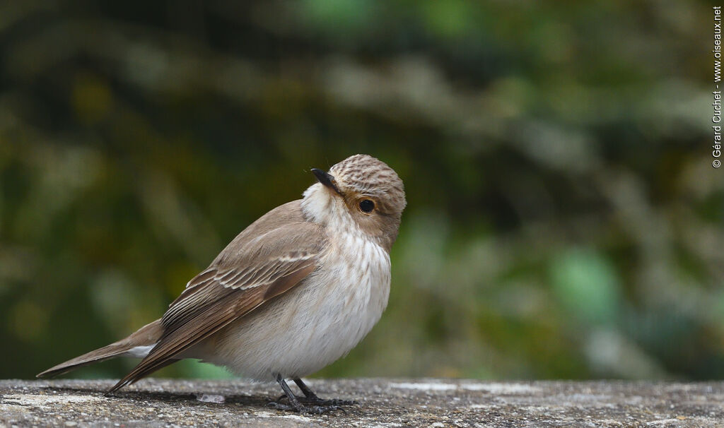 Spotted Flycatcherimmature, pigmentation