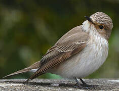 Spotted Flycatcher