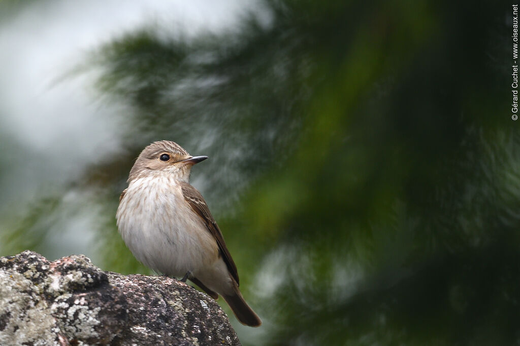 Spotted Flycatcher, identification