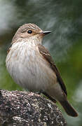 Spotted Flycatcher