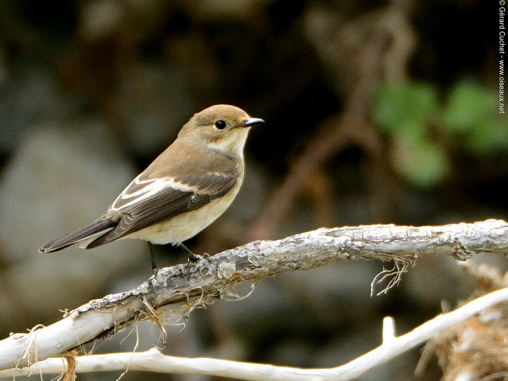 European Pied Flycatcher