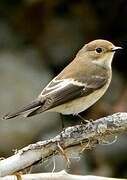 European Pied Flycatcher