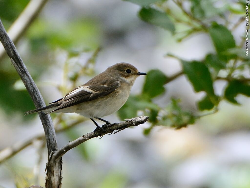 European Pied Flycatcher