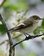 European Pied Flycatcher