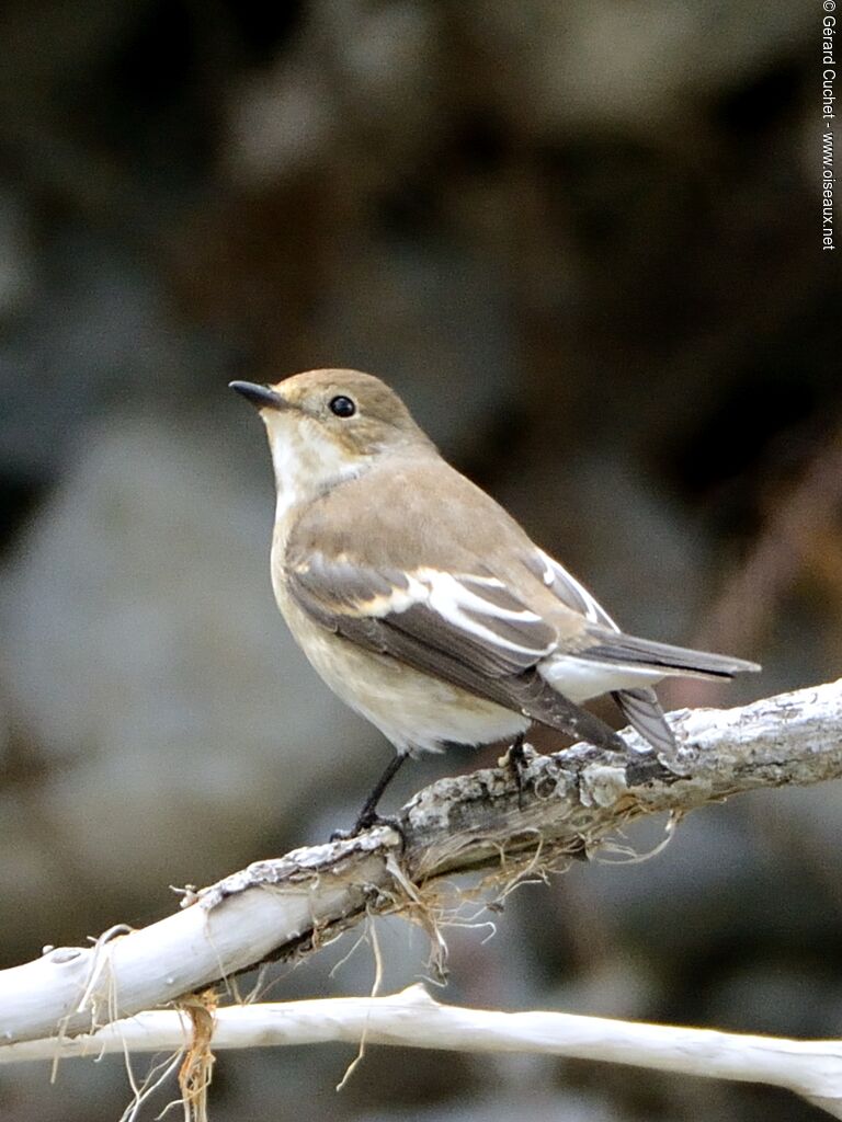 European Pied Flycatcher