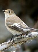 European Pied Flycatcher