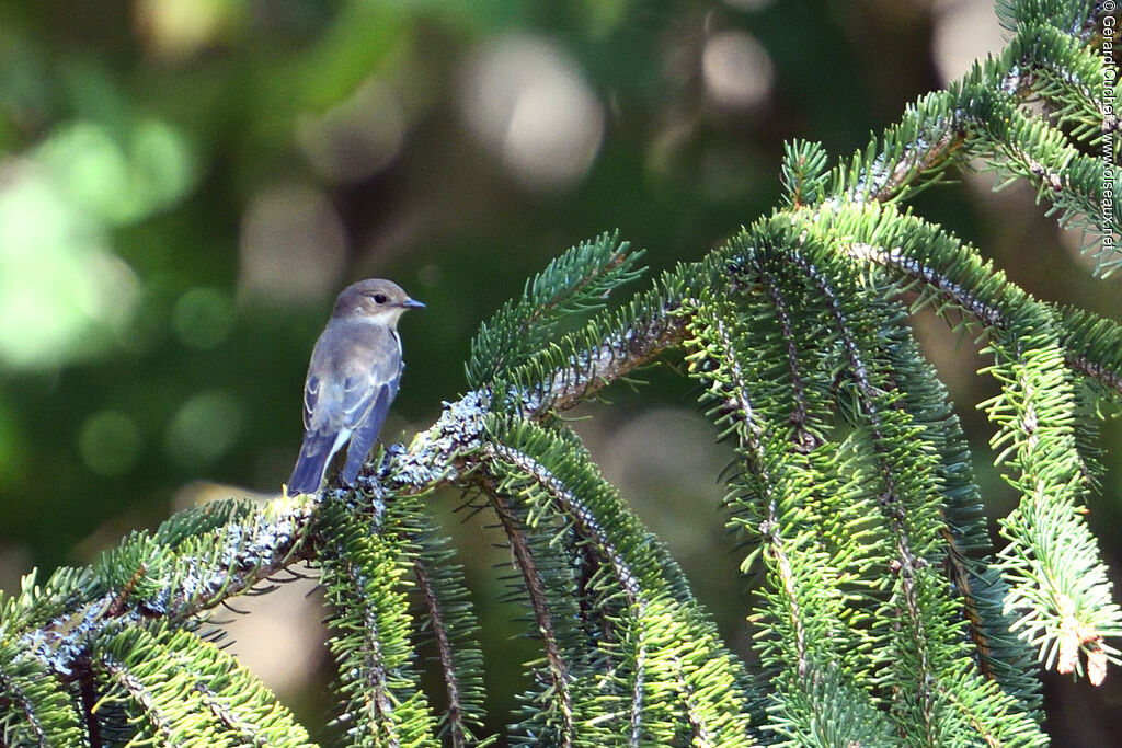 European Pied Flycatcher