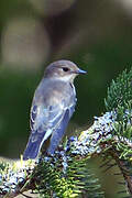 European Pied Flycatcher