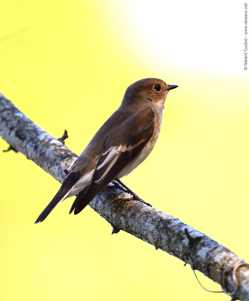 European Pied Flycatcher female, pigmentation